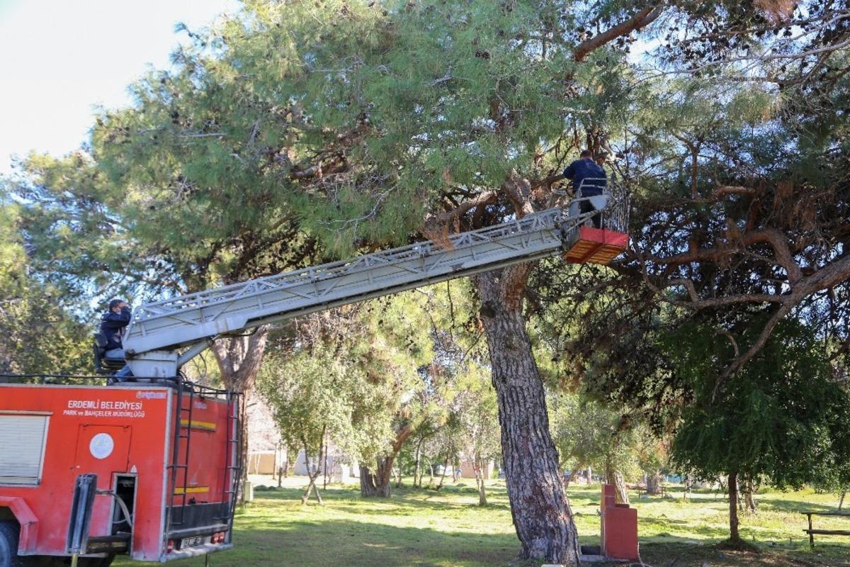 Erdemli &Ccedil;amlığı yaza hazırlanıyor
