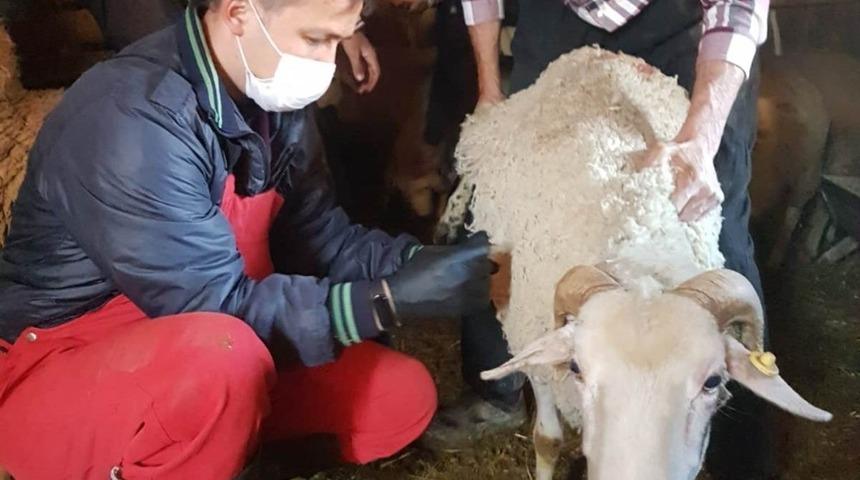 Hisarcık&rsquo;ta &ccedil;i&ccedil;ek hastalığına karşı 3 bin k&uuml;&ccedil;&uuml;kbaş hayvan aşılandı