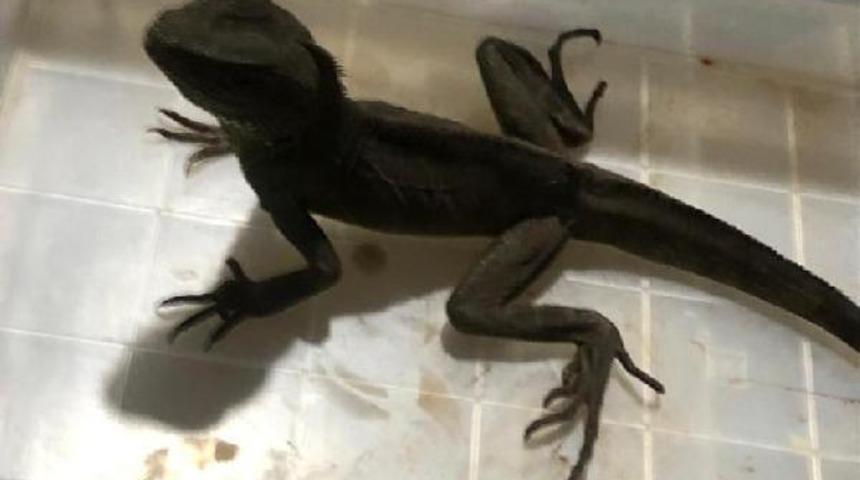 İstanbul'da ele geçirildiler! Aralarında piton ve tarantula da var