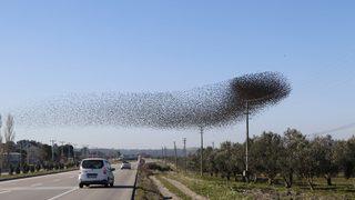 Çanakkale'de sığırcık kuşları, gökyüzünde şov yaptı