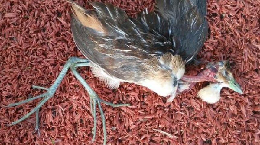 Bodrum'da ölü bulunmuştu! Çizgili Yelve'nin Türkiye'de ilk kez görüldüğü ortaya çıktı