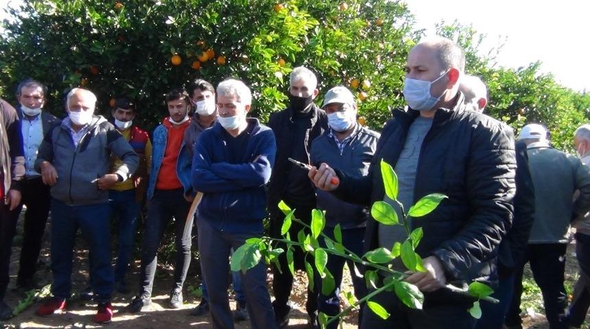 Kozan&rsquo;da meyve ağa&ccedil;larını budama kursu