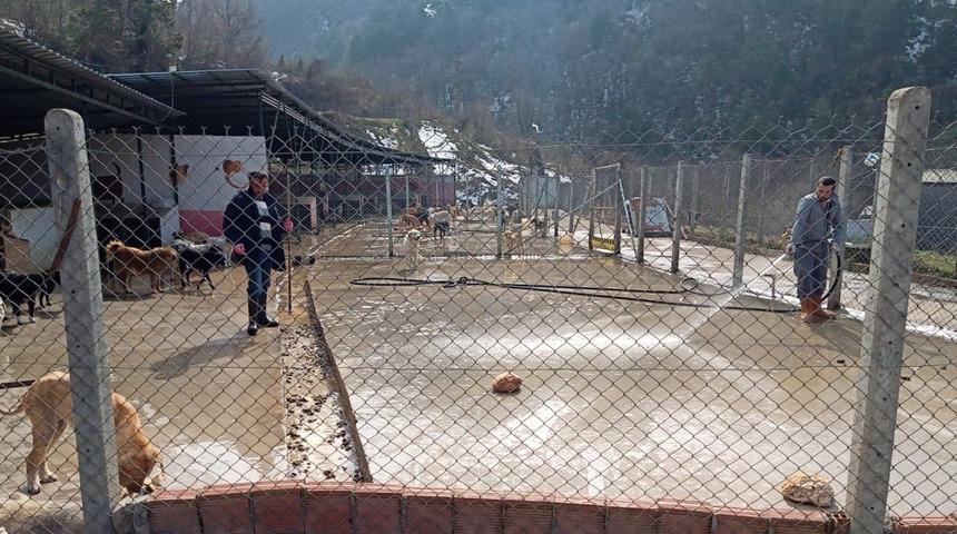 Devrek&rsquo;te Sokak hayvanları barınağa yerleştirildi