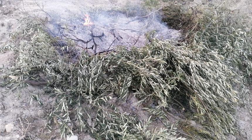 Orman yangını diye gittiler yakılan zeytin dallarıyla karşılaştılar