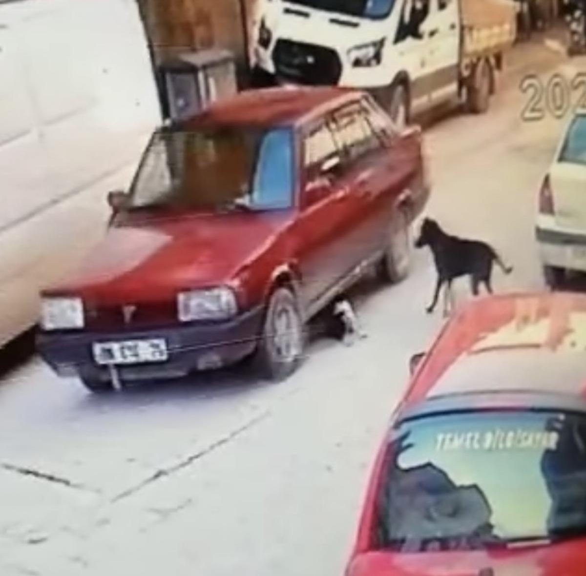 Yavru k&ouml;peği ezme anı kamerada
