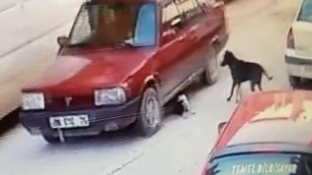 Yavru köpeği ezme anı kamerada