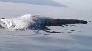 Bu görüntü heyecana yol açmıştı! Prof. Dr. Çevik: Karataş'ta görülen balina değil