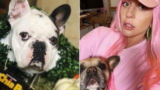 Lady Gaga'nın köpekleri bulundu! İşte rekor ödül...