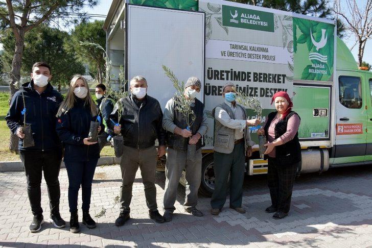 Aliağa’da zeytin şöleni sürüyor G4