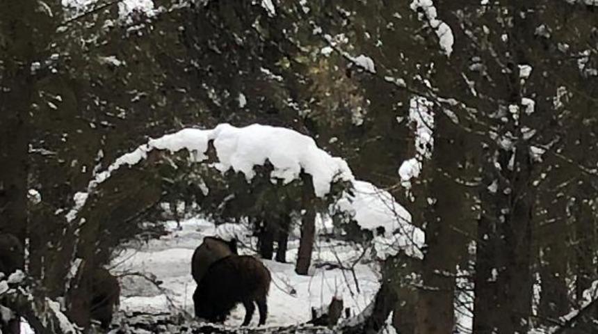 Yer: İstanbul! Aç kalan domuzlar mesire alanına indi
