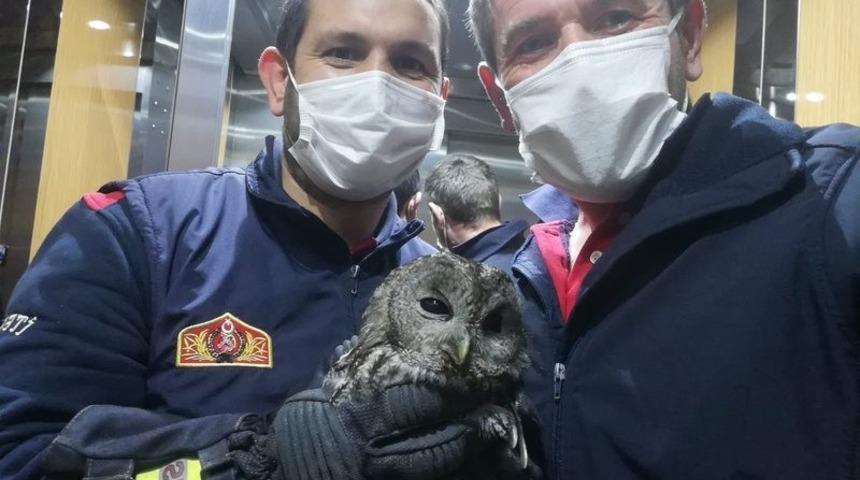 Pencereden eve giren baykuşu itfaiyeciler doğaya saldı