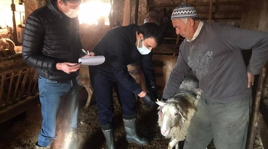 &Ccedil;avdarhisar&rsquo;da &rsquo;&rsquo;Şap&rsquo;&rsquo; aşısı kampanyası