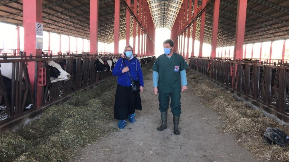 Hibe kazanan yetiştiriciler ADSYB Damızlık D&uuml;ve Merkezi&rsquo;nden d&uuml;velerini almaya başladı