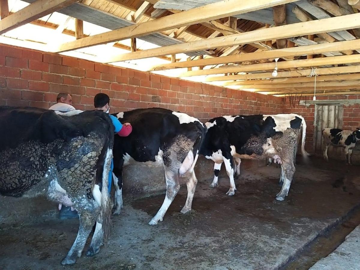 Alaşehir&rsquo;de 10 bin 500 b&uuml;y&uuml;kbaş hayvan aşılanacak