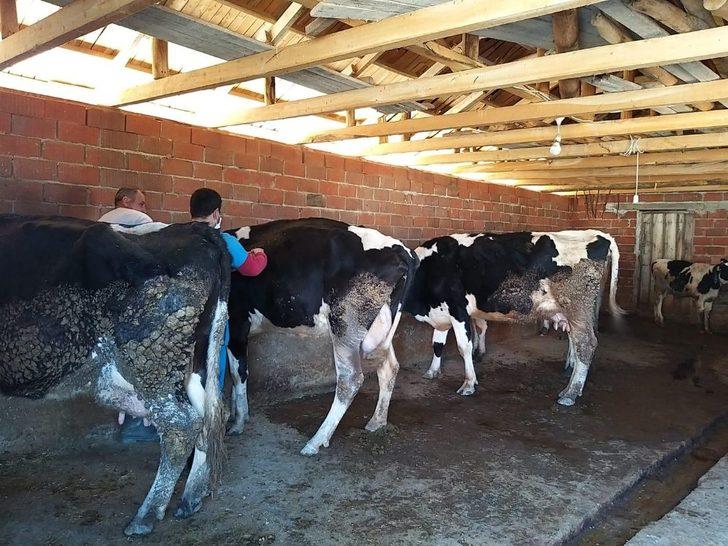 Alaşehir’de 10 bin 500 büyükbaş hayvan aşılanacak G1