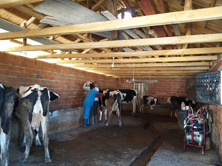 Alaşehir’de 10 bin 500 büyükbaş hayvan aşılanacak G2