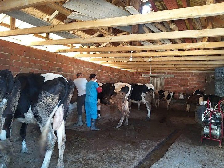 Alaşehir’de 10 bin 500 büyükbaş hayvan aşılanacak G3