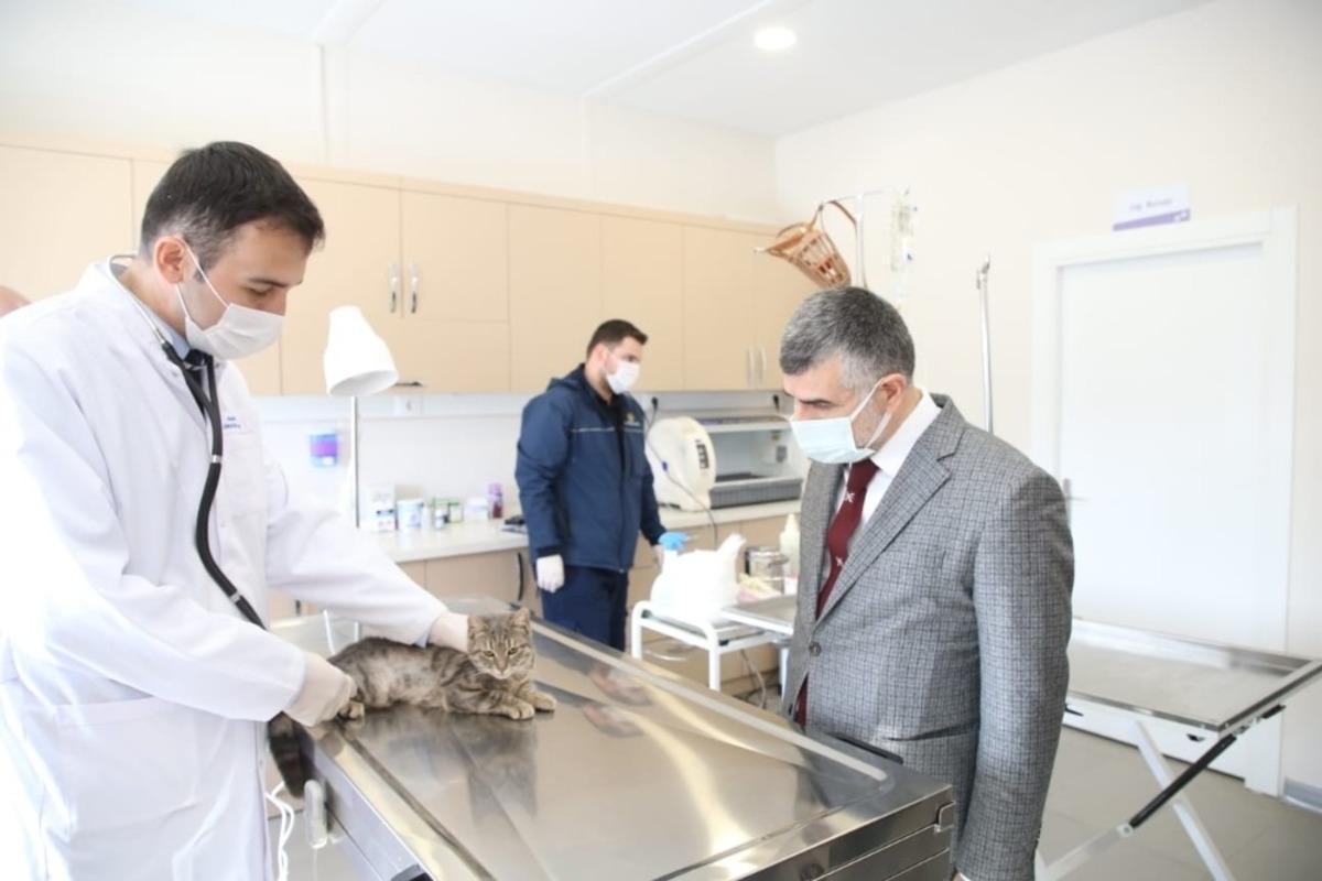 Sokak hayvanlarına &ouml;zel klinik a&ccedil;ıldı