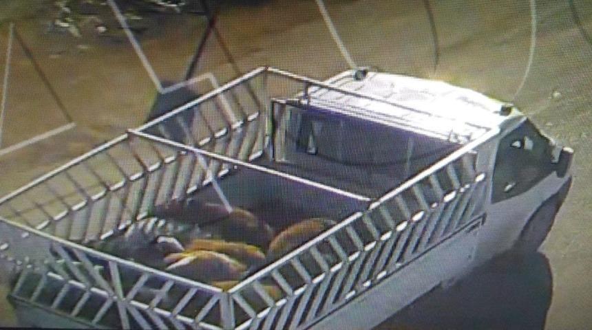 Iğdır’da hayvan hırsızlığı 1 kişi tutuklandı