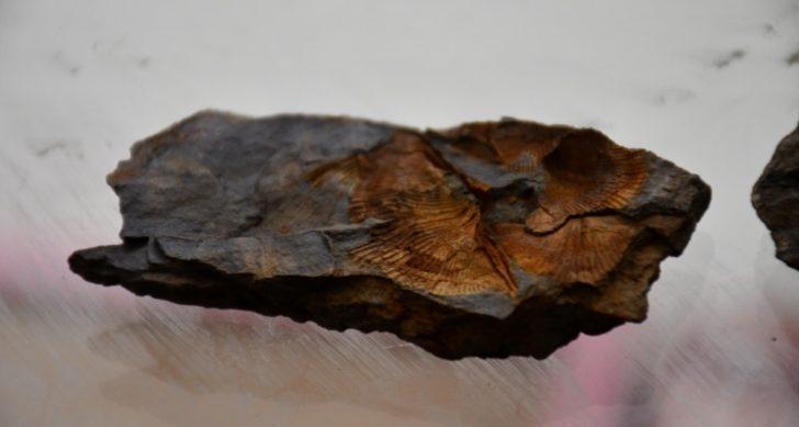 Görenleri hayretler içinde bıraktı! Şırnak'ta midye fosilleri bulundu