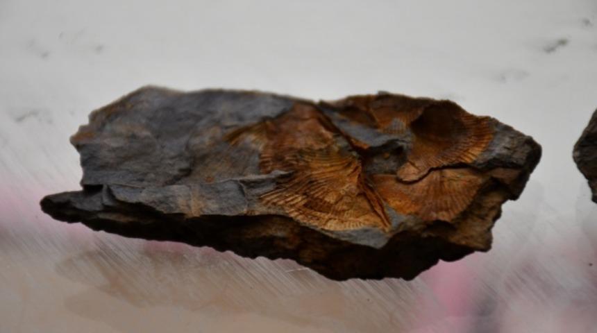 Görenleri hayretler içinde bıraktı! Şırnak'ta midye fosilleri bulundu