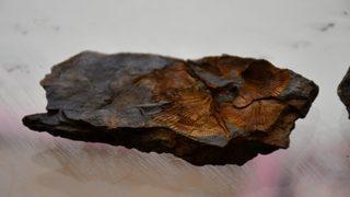 Görenleri hayretler içinde bıraktı! Şırnak'ta midye fosilleri bulundu