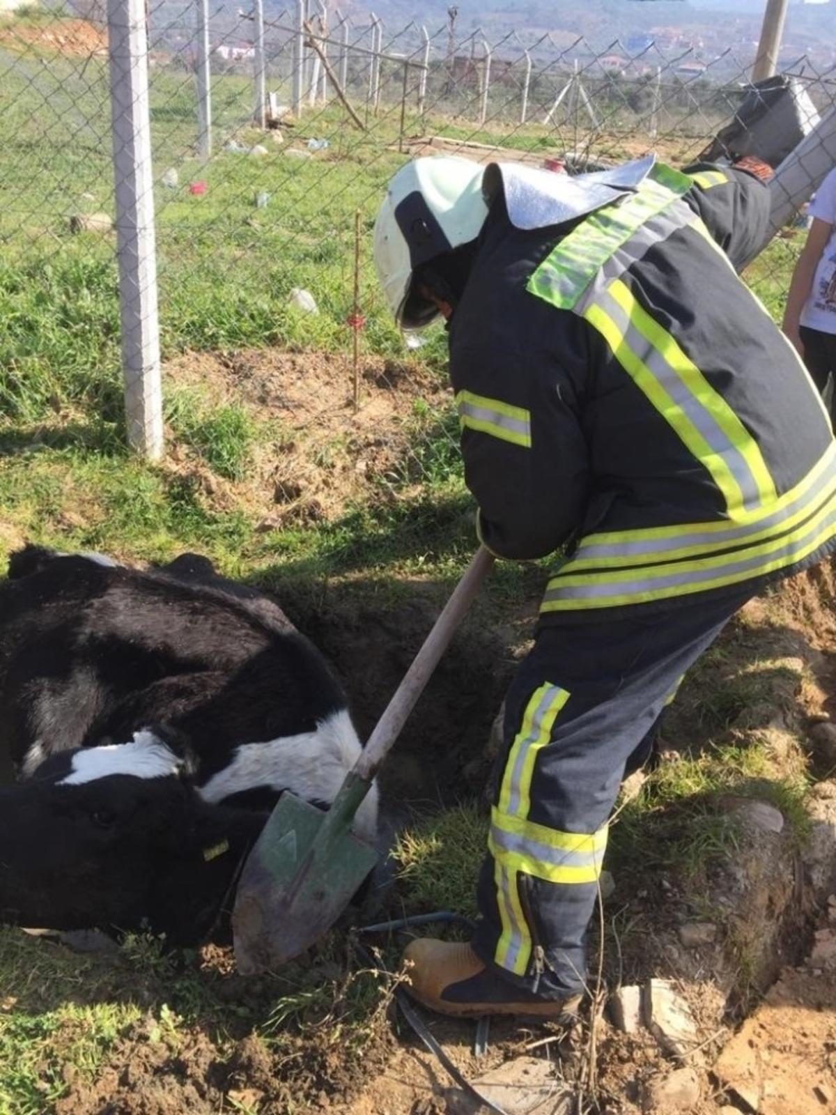 Bataklığa saplanan ineği itfaiye kurtardı