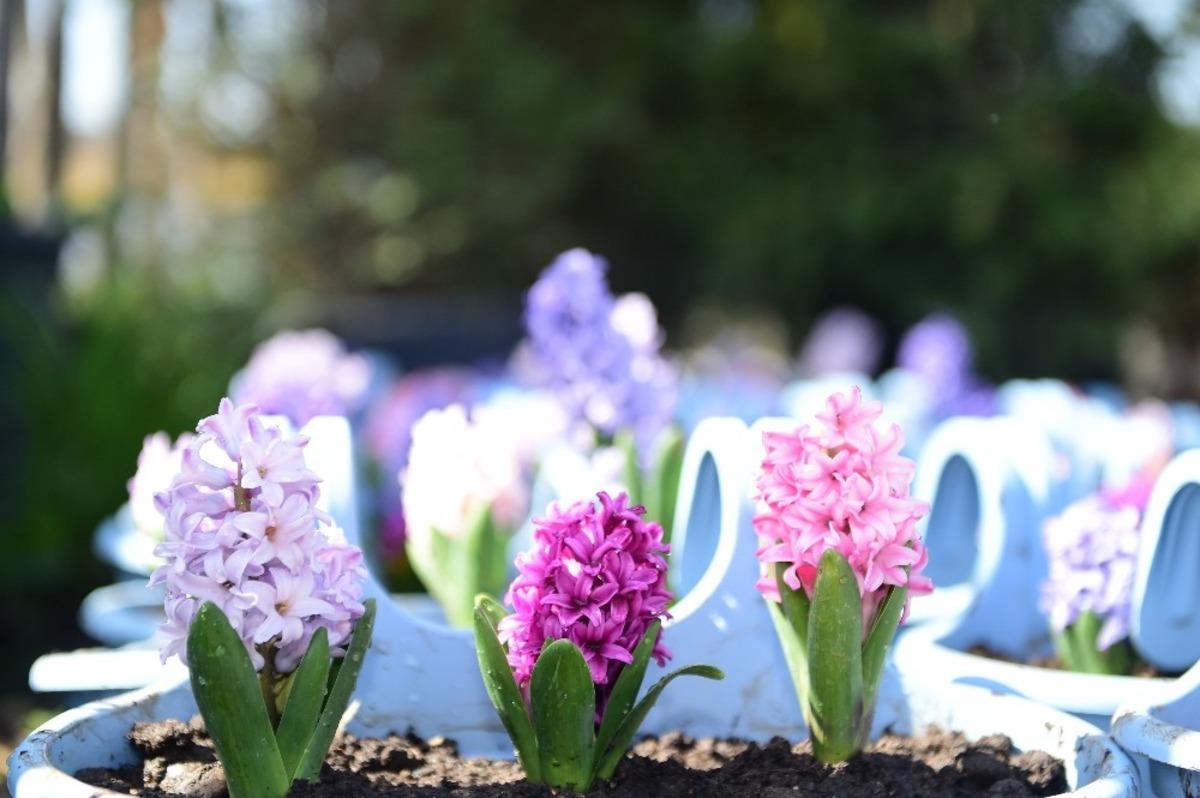 Dulkadiroğlu bahara hazırlanıyor