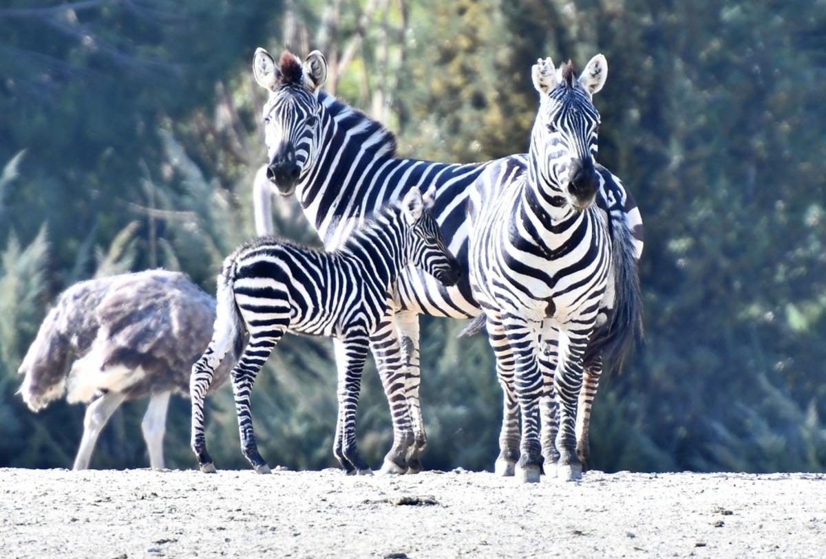Doğal Yaşam Parkı&rsquo;nın n&uuml;fusu artıyor