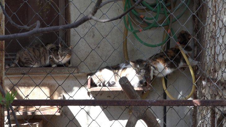 Cezaevinden gelen dilekçe hayvanları ölümden kurtardı G3