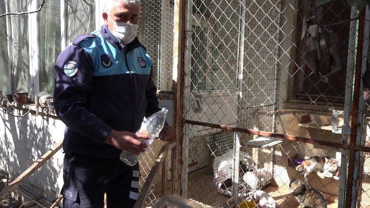 Cezaevinden gelen dilekçe hayvanları ölümden kurtardı G4