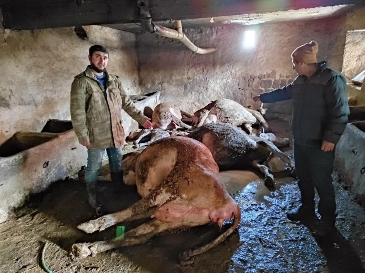 Ahırda &ccedil;ıkan yangında 12 b&uuml;y&uuml;kbaş hayvan telef oldu