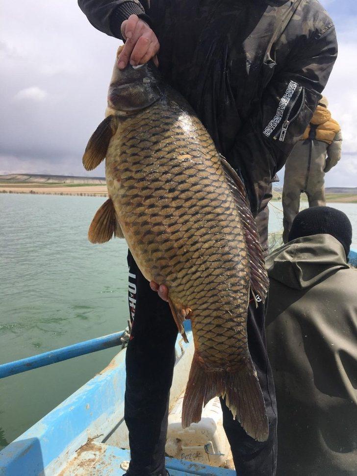 Baraj gölünde 150 santim uzunluğunda balık yakaladılar G5