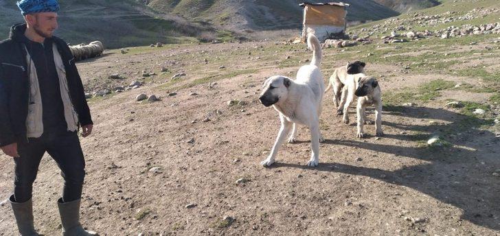 Çalınan köpeğini bulup getirene 20 bin lira ödül verecek G2