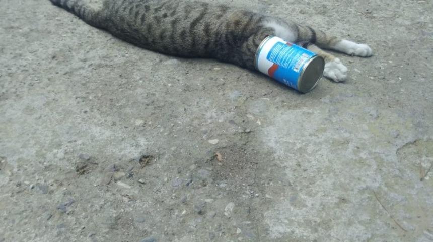 Kafası konserve kutusuna sıkışan kediyi itfaiye kurtardı