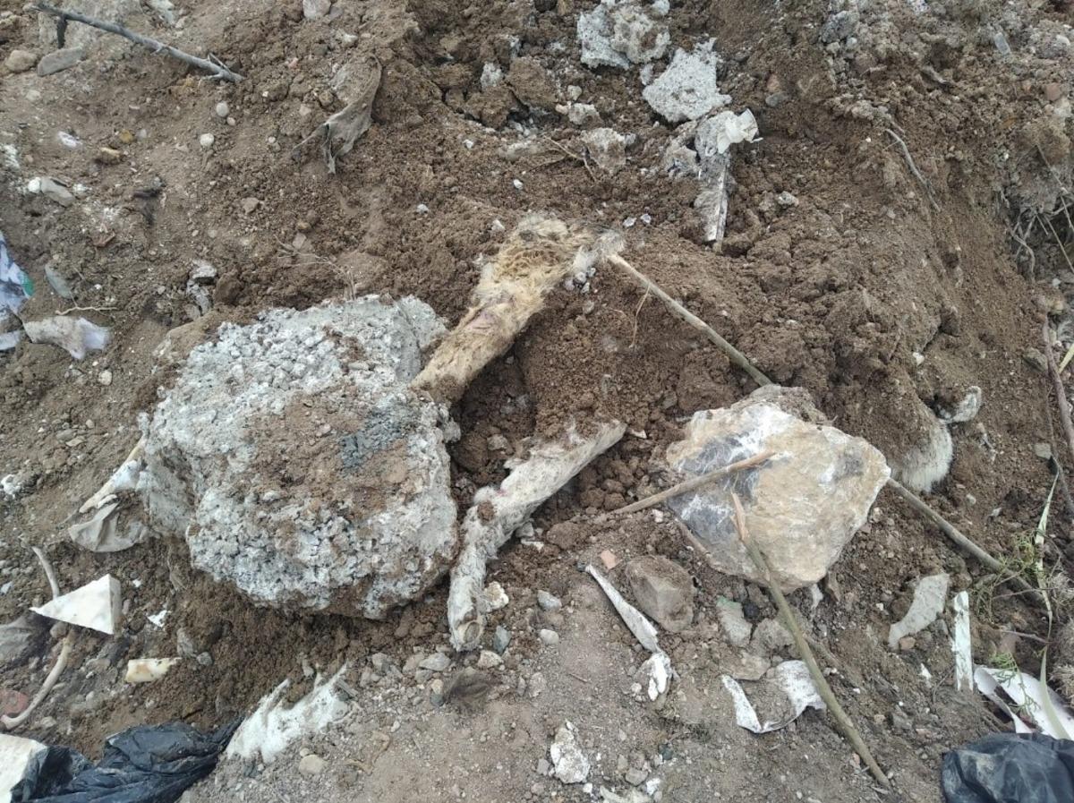 Başkent&rsquo;te k&ouml;pek katliamı