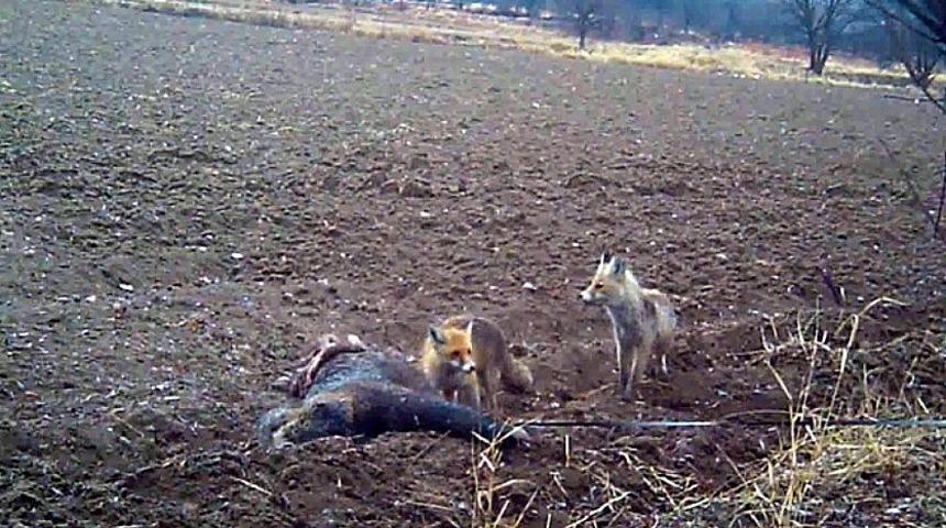 Erzincan&rsquo;da yaban hayatı fotokapanla g&ouml;r&uuml;nt&uuml;leniyor
