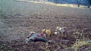 Vahşi yaşamın görmediğiniz yüzü