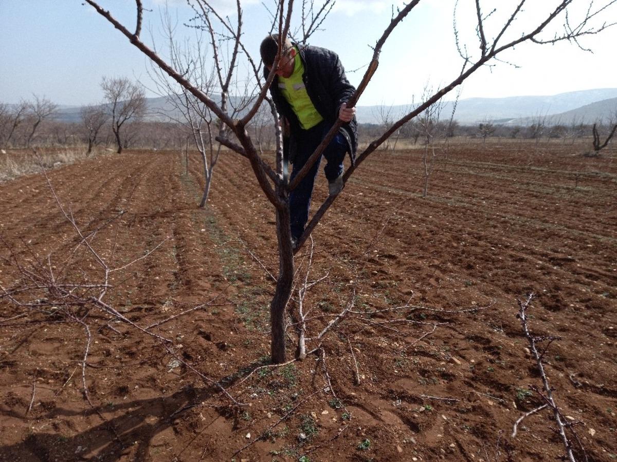 G&uuml;ny&uuml;z&uuml;&rsquo;nde ağa&ccedil; budama başladı