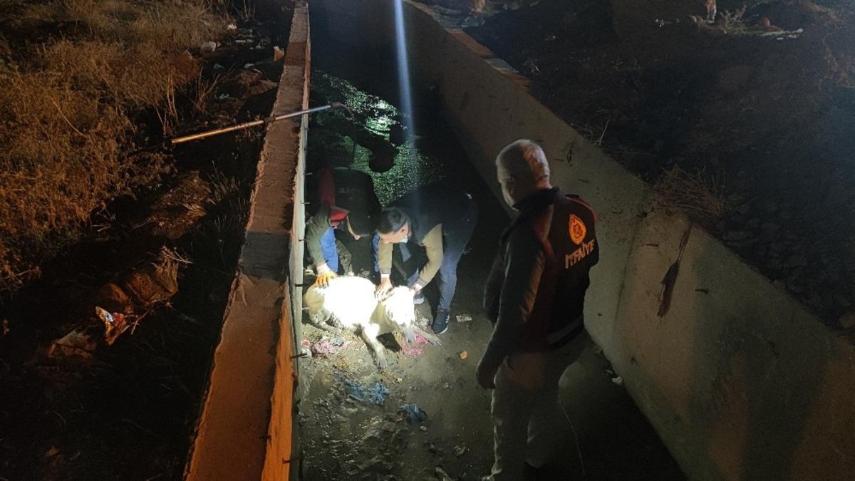 Silopi&rsquo;de su tahliye kanalında mahsur kalan k&ouml;pek itfaiye ekiplerince kurtarıldı
