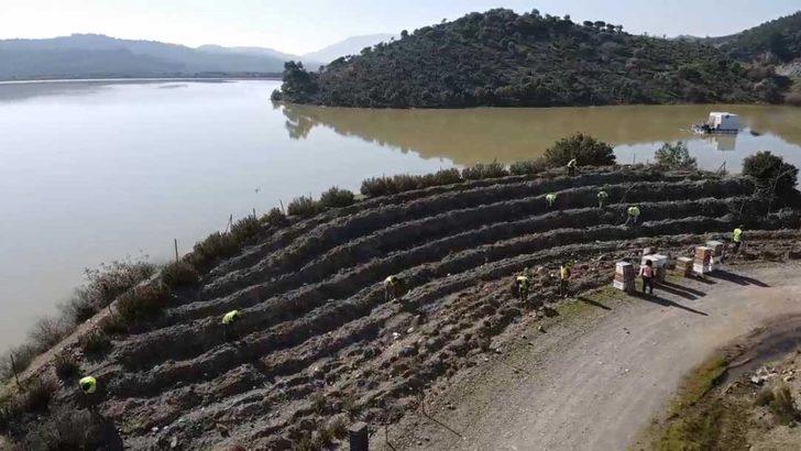 Bu ormandan bal damlayacak, köylüye gelir olacak G4