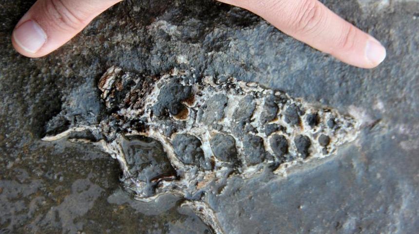 Kaya parçasında 70 milyon yıllık fosil bulundu