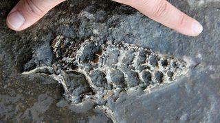 Kaya parçasında 70 milyon yıllık fosil bulundu