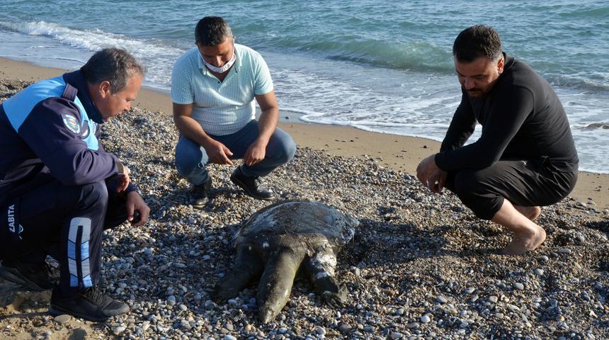 Antalya'da sahile ölü Nil kaplumbağası vurdu, ekipler şaşkına döndü