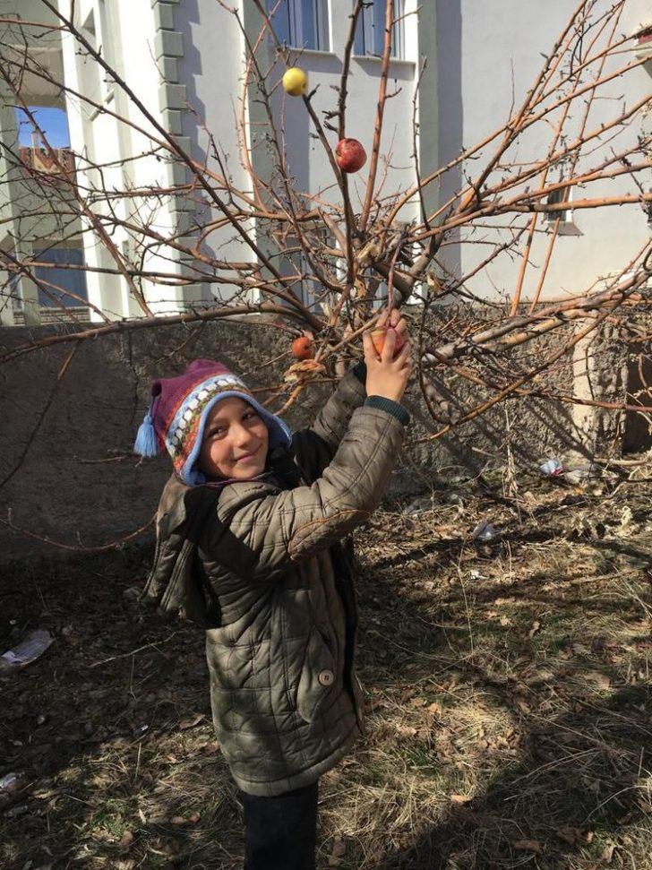 Ağaç dallarına meyve astılar G1
