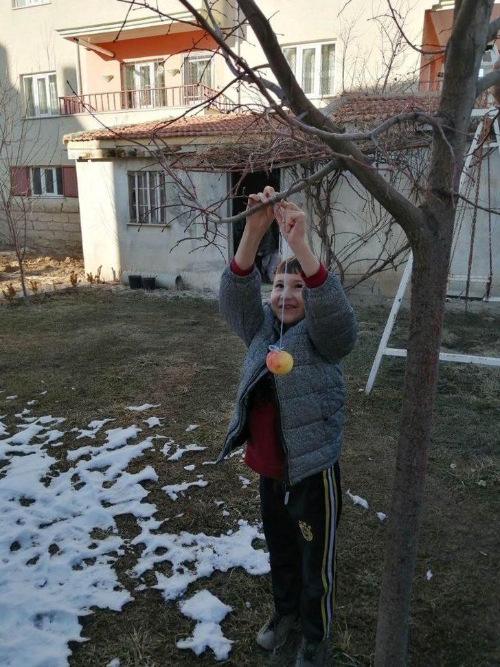 Ağaç dallarına meyve astılar G4