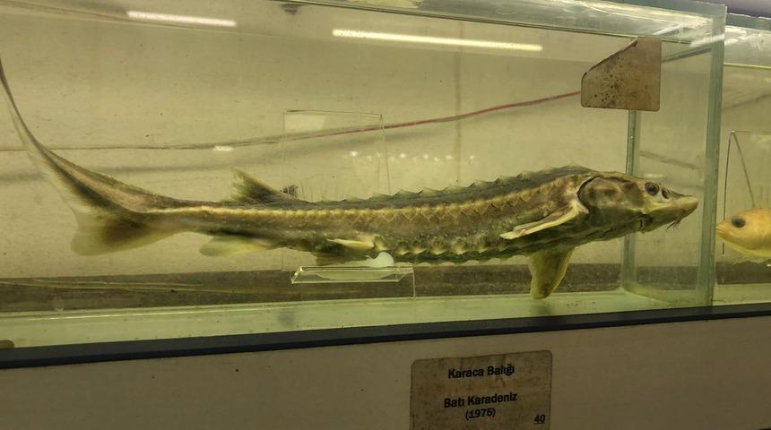 İstanbul'un gizli kalmış yeri: Balık müzesi... 52 yıl önceki balık bile var