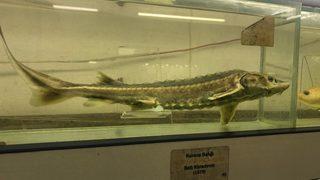 İstanbul'un gizli kalmış yeri: Balık müzesi... 52 yıl önceki balık bile var