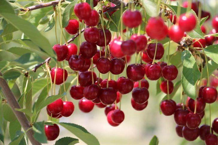 Erzincan’da vişne bahçesi kuranlara yüzde 75 hibe desteği G2