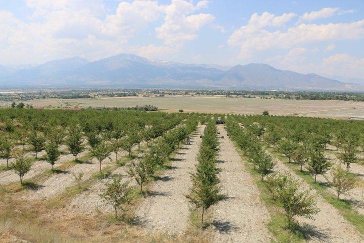 Erzincan’da vişne bahçesi kuranlara yüzde 75 hibe desteği G3